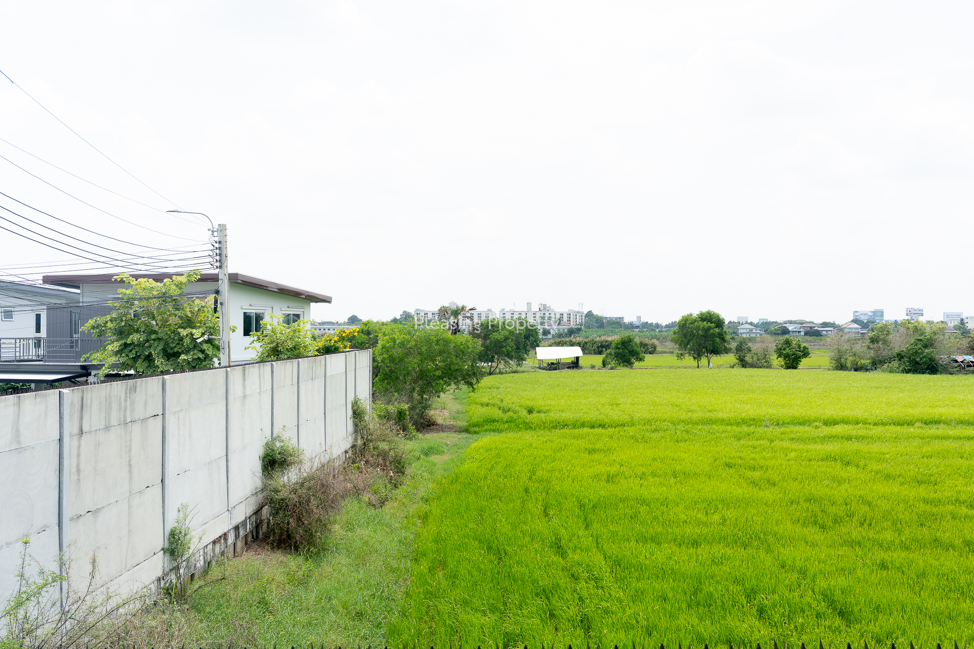 H0000045 พฤกษ์ลดา ราชพฤกษ์ – 345-19